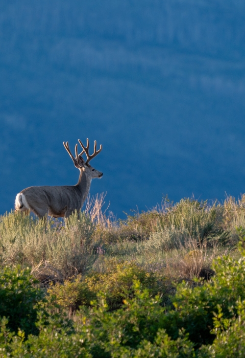 A mule deer buck stands on a hillside.