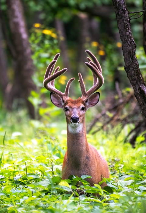White-tailed deer standing in a forest opening full of lush green plants 