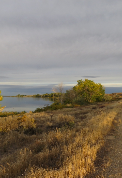 Person walking along trail with brown, dry grasses on either side and small tree with yellow and green leaves lit by the sun along a lakeshore nearby.