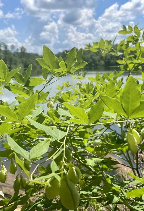 Close up photo of a fruiting plant with a lake in the background