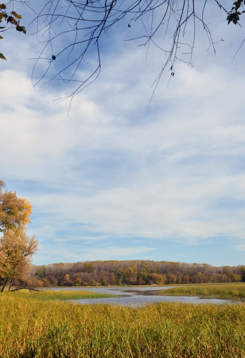 Image of tall grass and wetlands with forests in the background.
