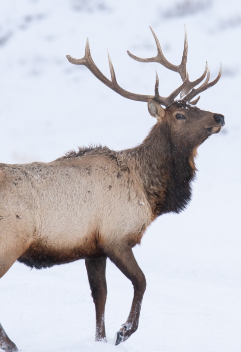 Antlered elk in snowy field