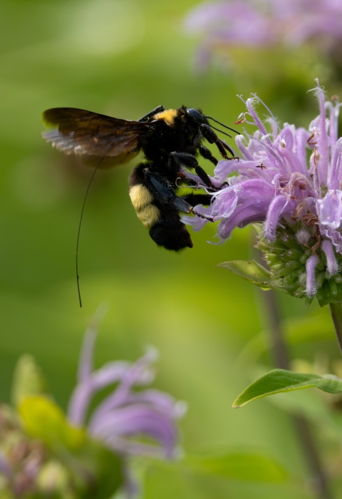 Black and gold bumble bee with a tracking device attached, collecting nectar from a purple flower.