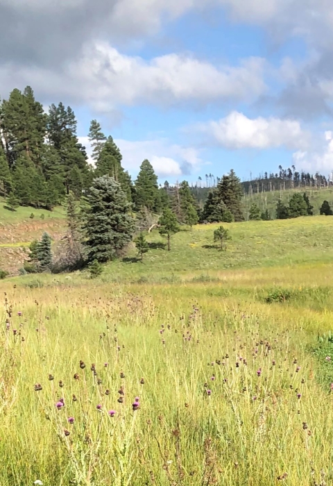 High mountain prairie with trees in the background on a cloudy day