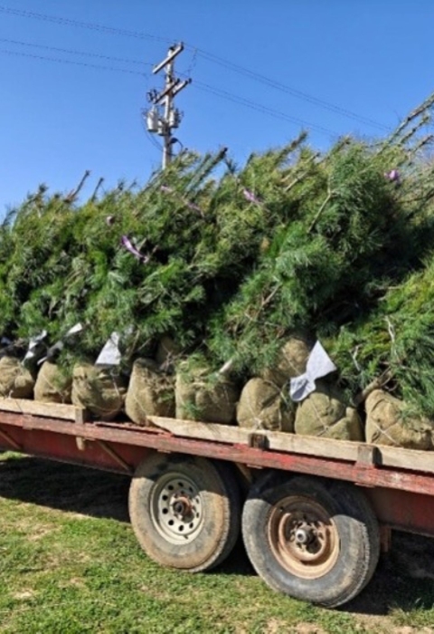 New Trees being delivered on trailer