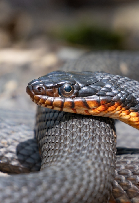 A close up shot of a snake’s face, showing its black scales and orange chin