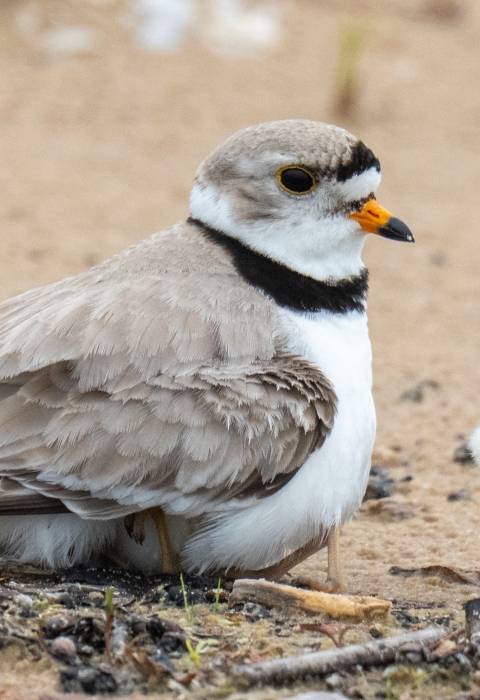An adult Great Lakes piping plover rests on a sandy beach, with one chick hidden under its feathers and one chick standing next to the adult. The chick is white and mottled grey and brown. The adult is mostly light grayish brown with a white front and a collar of black feathers.