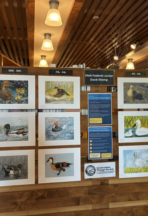 A photo of the Bear River Migratory Bird Refuge Junior Duck Stamp Display Exhibit at Swaner EcoCenter and Preserve