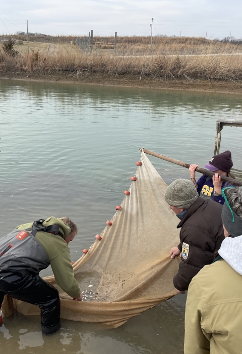 Four people working together to capture tiny fish using a large net