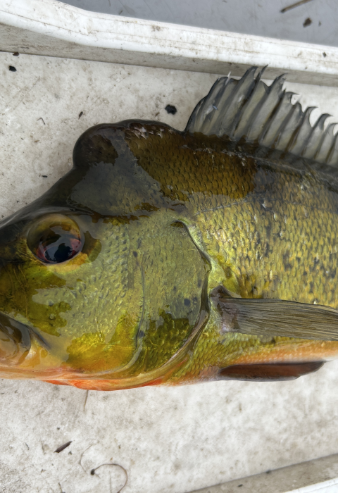 Butterfly Peacock Bass