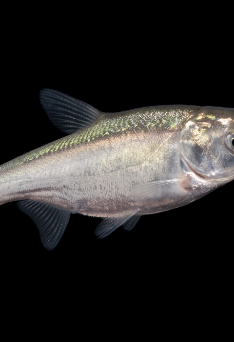 A three inch silver fish photographed against a black background