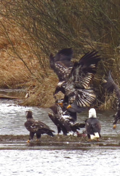 Congregation of bald eagles on a strip of mostly submerged land with winter brush in background.