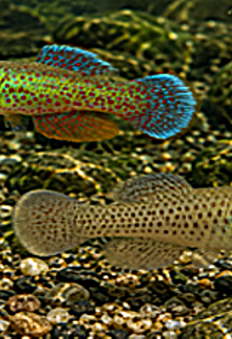 Barrens Topminnow (Fundulus julisia) Male and Female