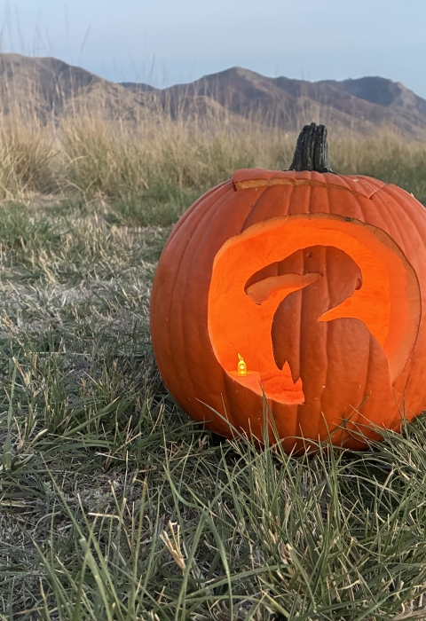 A photo of a pumpkin carved with a great blue heron.