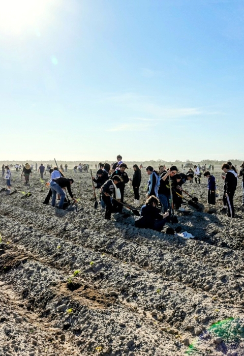 Dozens of volunteers plant small samplings in dirt rows.
