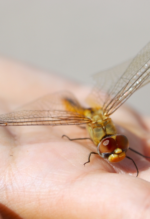 A green dragonfly with large red-brown eyes stands on a person's open palm