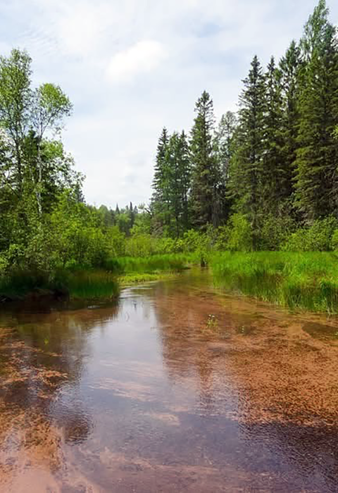 Photo of stream and surrounding riparian forest
