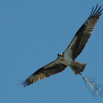 An osprey with its feet caught in erosion control netting