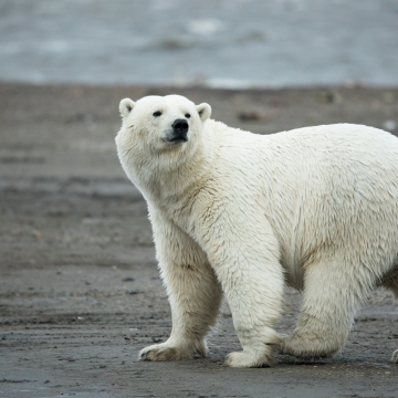 Human-Polar Bear Conflict Management . Fish & Wildlife Service
