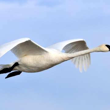 A trumpeter swan portrait from Seedskadee National Wildlife Refuge, showing the large waterfowl body behind the graceful image