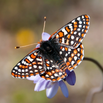 Once vanished, rare butterfly reintroduced on San Diego National