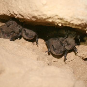 Backyard Bats . Fish & Wildlife Service