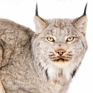 Canada Lynx (Lynx canadensis) . Fish & Wildlife Service