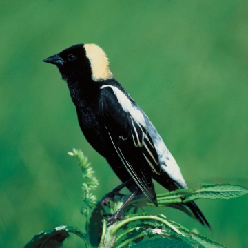 Bobolink (Dolichonyx oryzivorus) | U.S. Fish & Wildlife Service