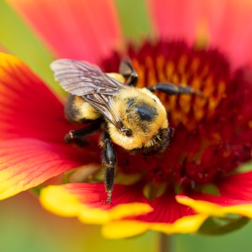 A bumble bee on a bright red and yellow flower