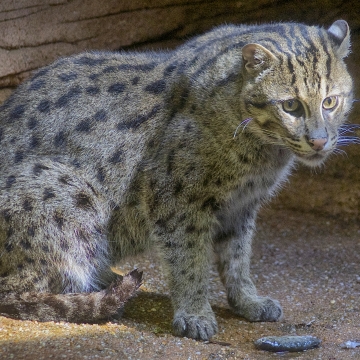 black-footed cat compared to house cat