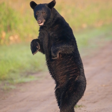 Standing Black Bear . Fish & Wildlife Service
