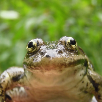 Surveying, monitoring and frogs - A behind the scenes look at data