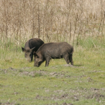 mpblures wild boar SR③ 9599.jpg?itok=rIJyWxqr