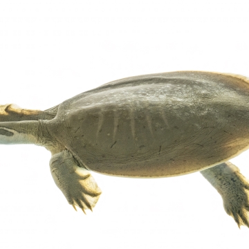 Shell Less Turtl Shell Less Turtle Name