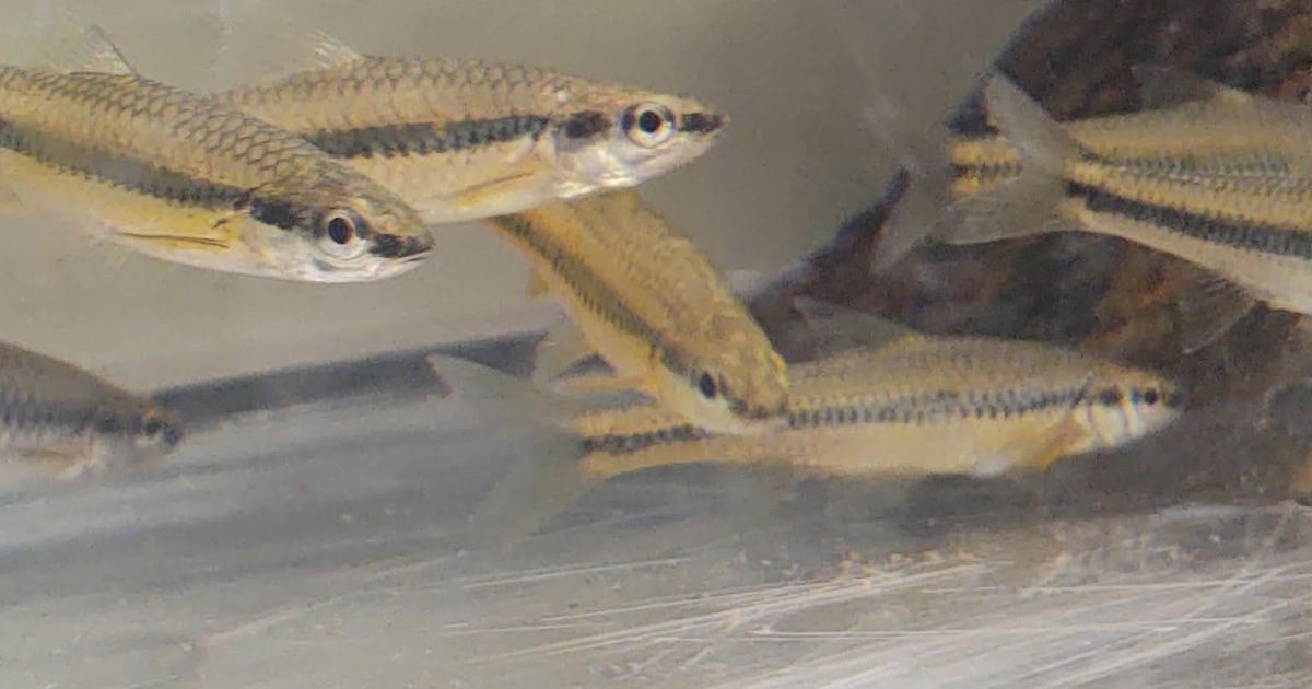 Cape Fear Shiner (Notropis mekistocholas) | U.S. Fish & Wildlife Service