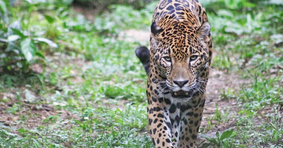 Jaguar (Panthera onca) . Fish & Wildlife Service