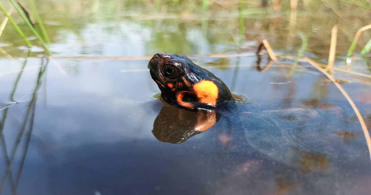 Bog Turtle (Glyptemys muhlenbergii) | U.S. Fish & Wildlife Service