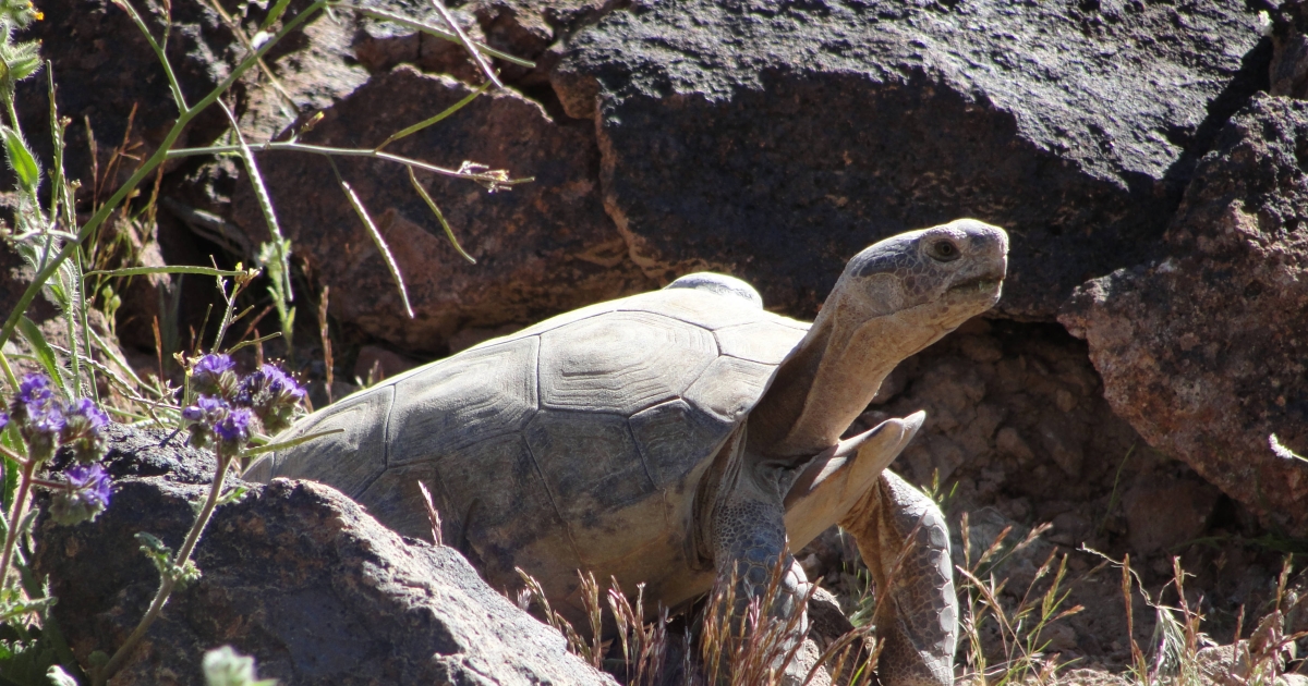 Mojave Desert Tortoise Survival . Fish & Wildlife Service