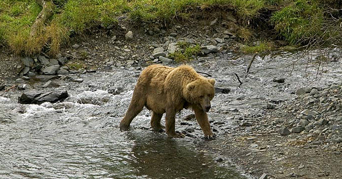 Grizzly Bear (Ursus arctos horribilis) . Fish & Wildlife Service