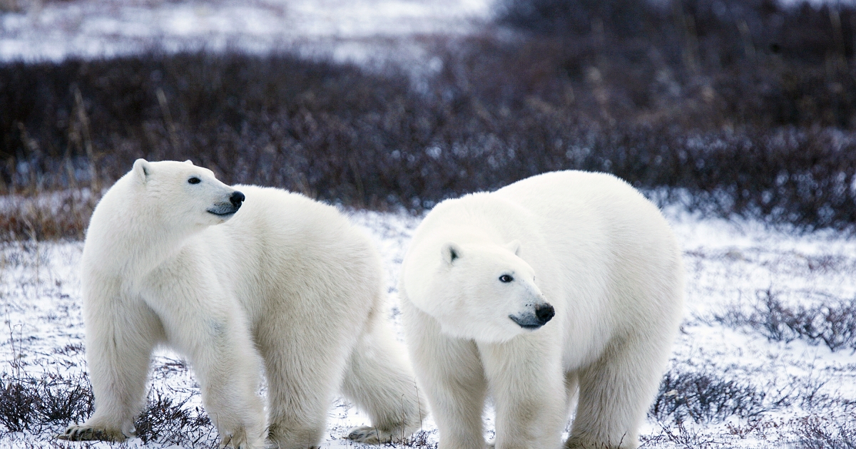 World Wildlife Day Polar Bear Arctic Wildlife' Insulated Stainless