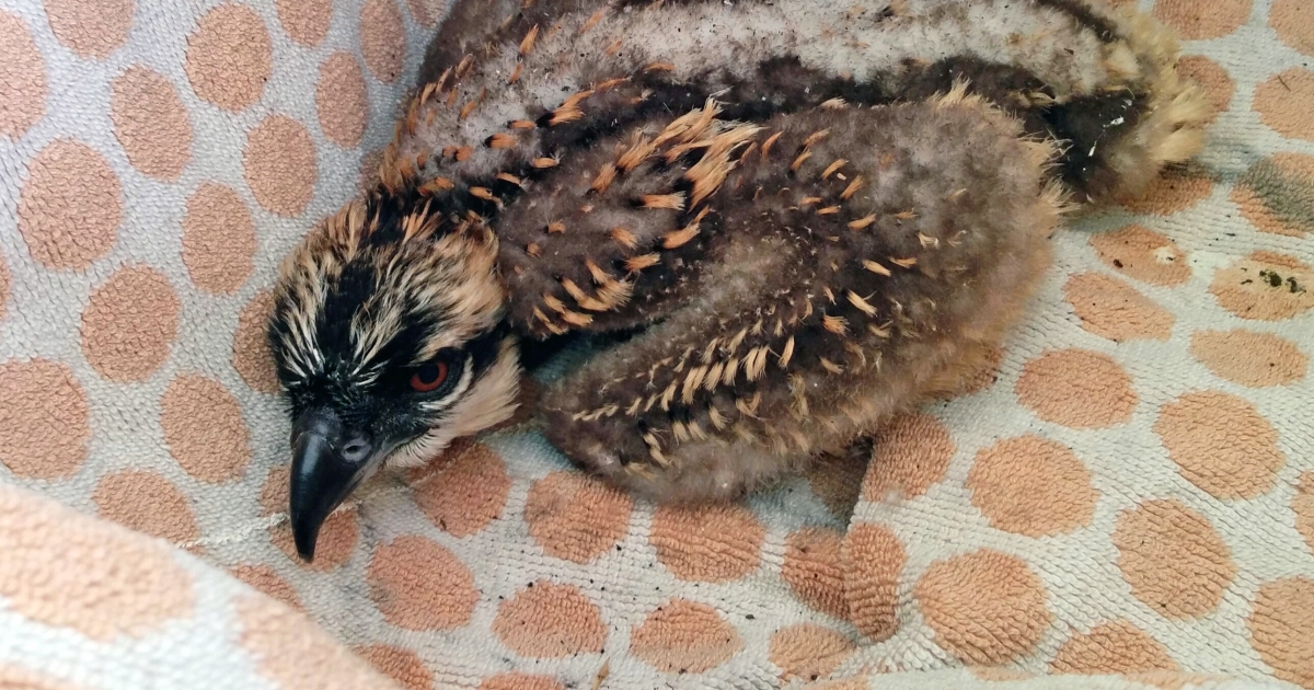 What to do if you find a baby bird, injured or orphaned wildlife .  Fish & Wildlife Service