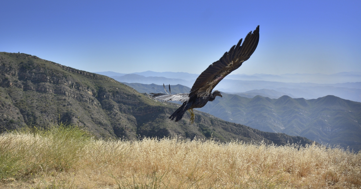 California's Newest Condor Wears a Basketball Jersey | U.S. Fish ...