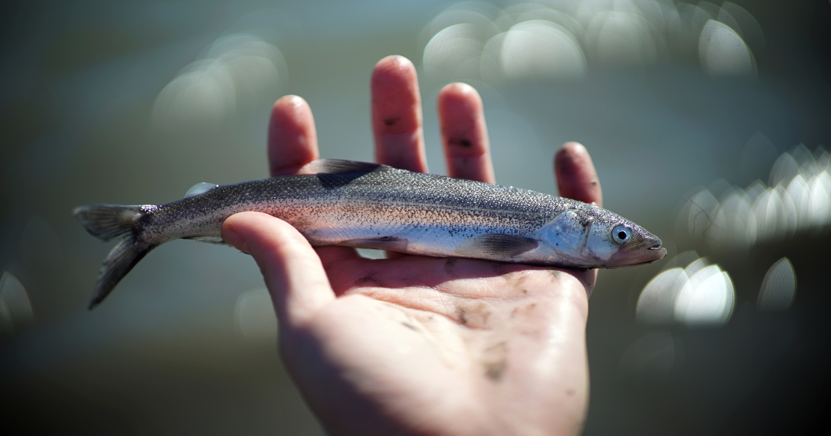 Salvation Fish | U.S. Fish & Wildlife Service