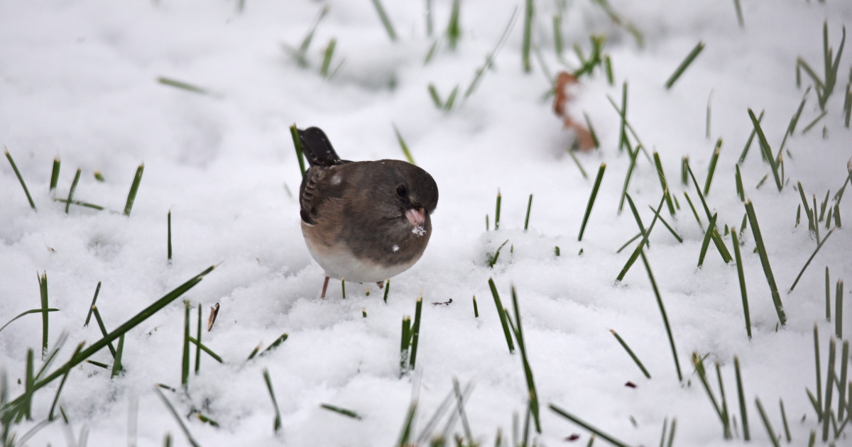 How do birds keep warm in the winter? . Fish & Wildlife Service