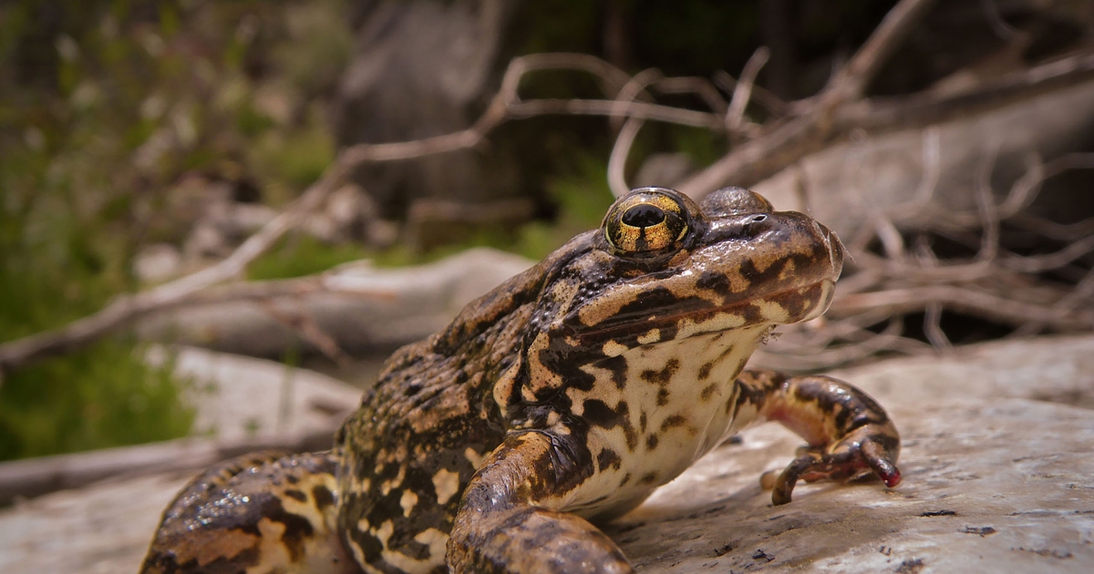 True Frogs Example After nearly vanishing, one of California’s last 'true' frogs is on the ...