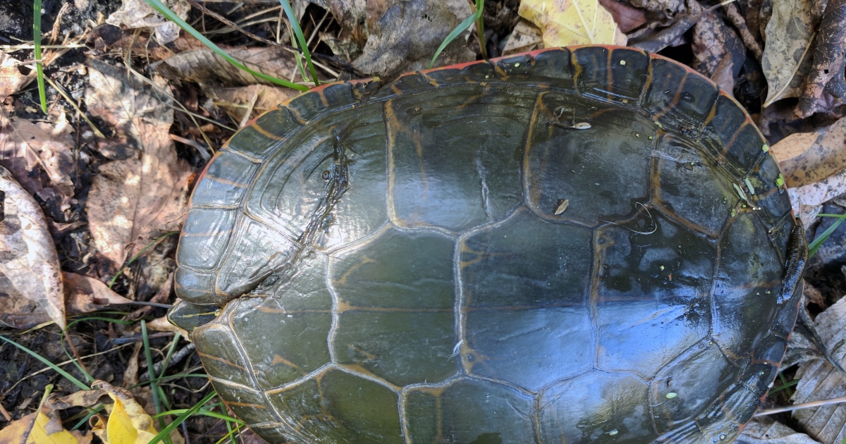 Rehabilitation saves a tough turtle | U.S. Fish & Wildlife Service