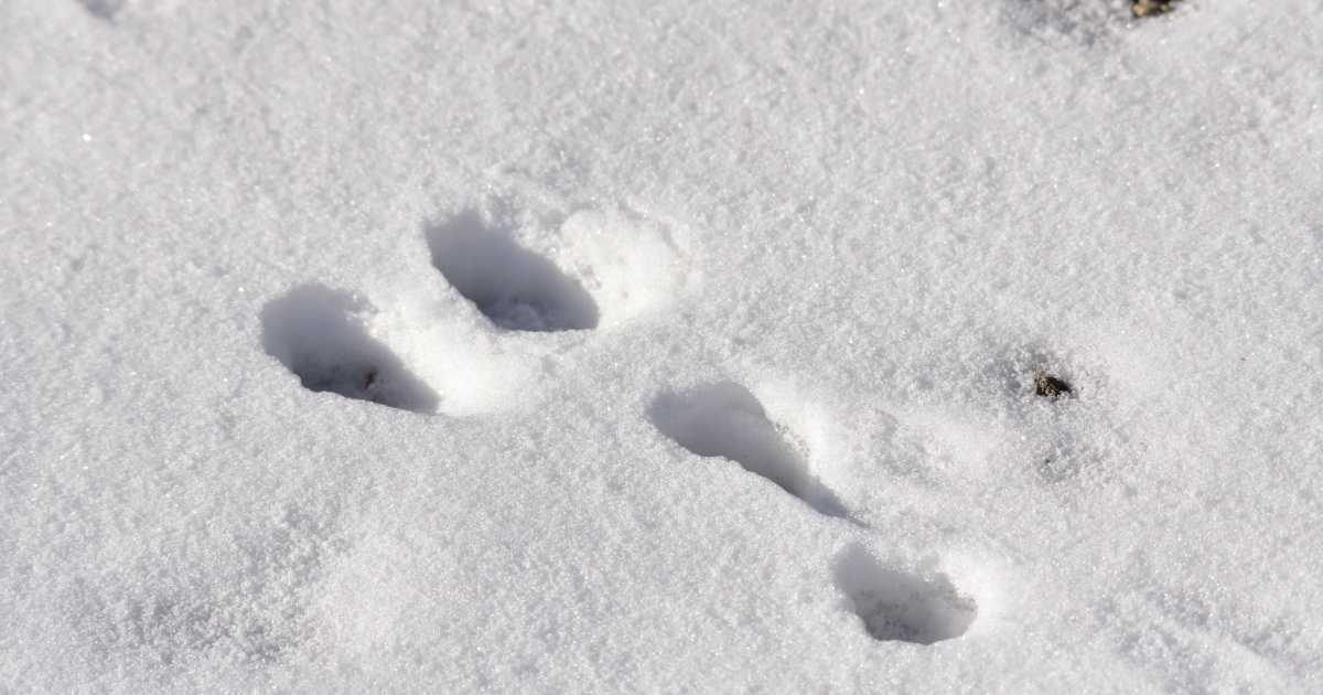 Snow Tracks | U.S. Fish & Wildlife Service