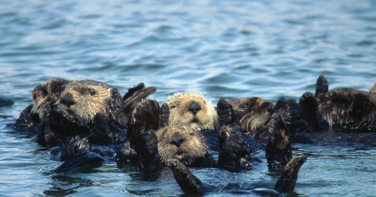 Sea Otters Are Unlikely Helpers in Our Fight Against Climate Change .  Fish & Wildlife Service