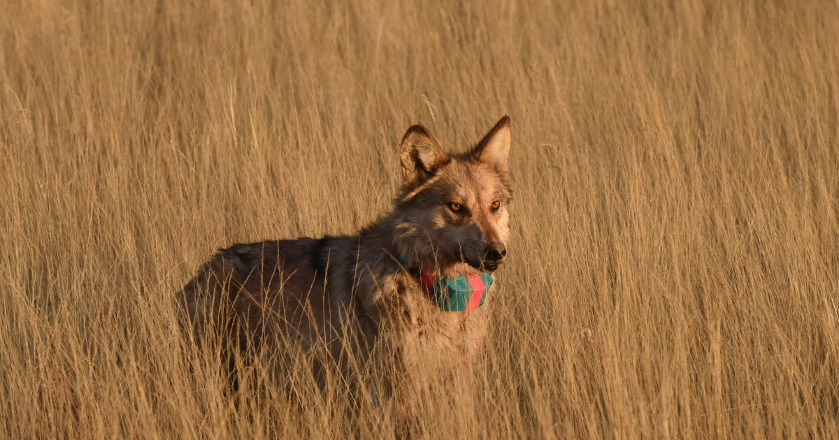 Conserving the Mexican Wolf | U.S. Fish & Wildlife ServiceLock