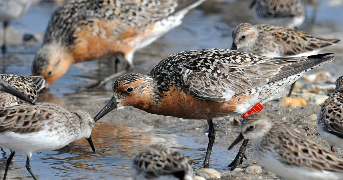 Service announces revised proposed critical habitat for the rufa red ...
